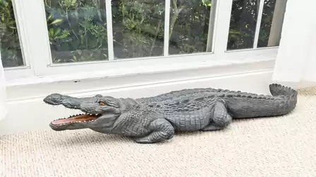 This alligator is not dangerous