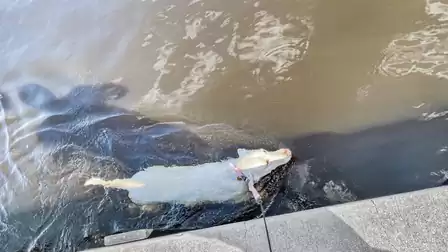 Belle loves to swim!