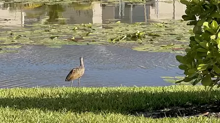 Water bird at the canal with lilies and a serene nature view.