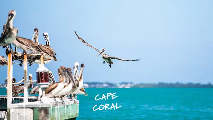Vacation rentals in Cape Coral, Florida – waterfront villas along the Caloosahatchee River with pelicans nearby.